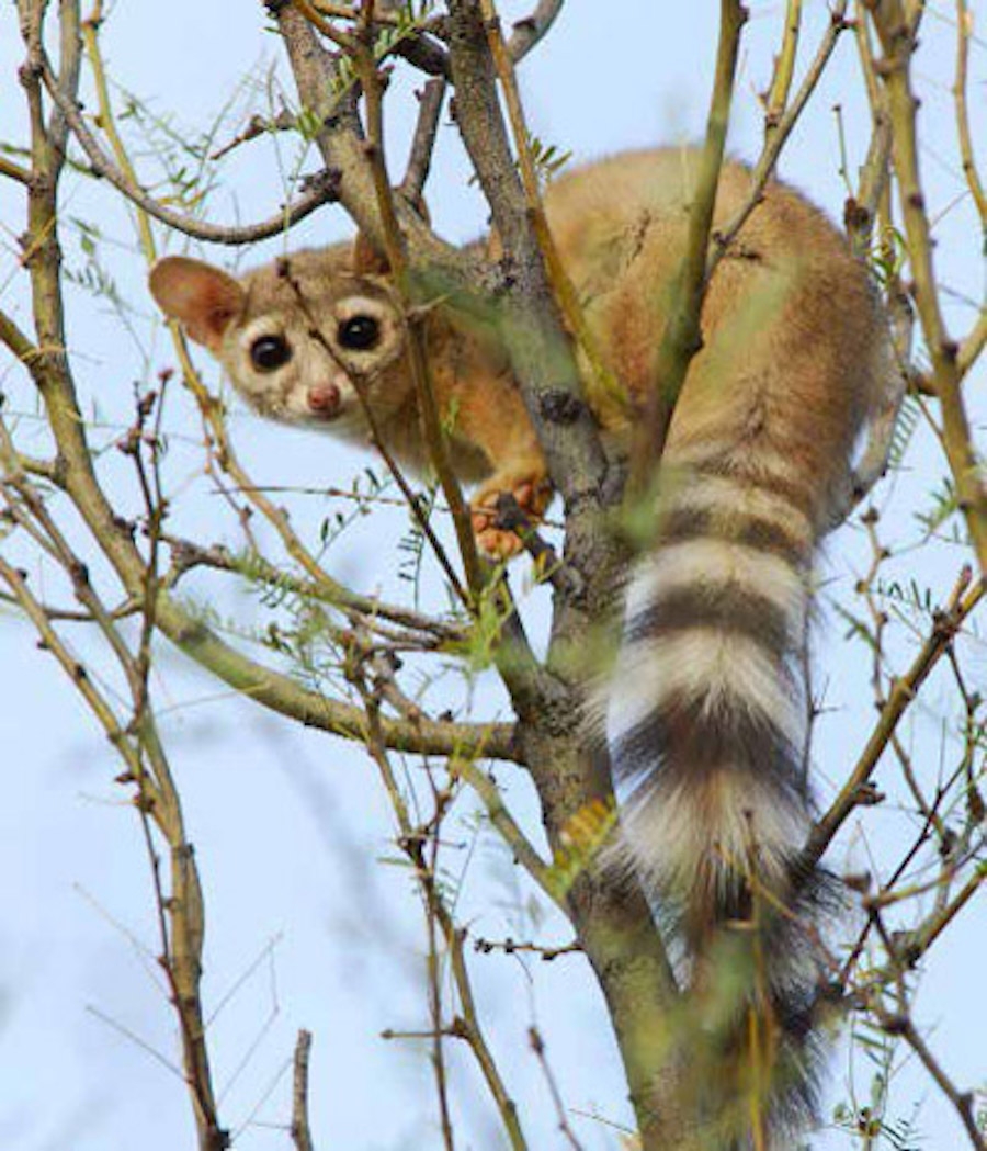 Ringtail Cats Photos Of The Cutest Animal In North America Live Science