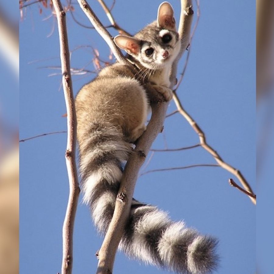 Ringtail Cats Photos Of The Cutest Animal In North America Live Science