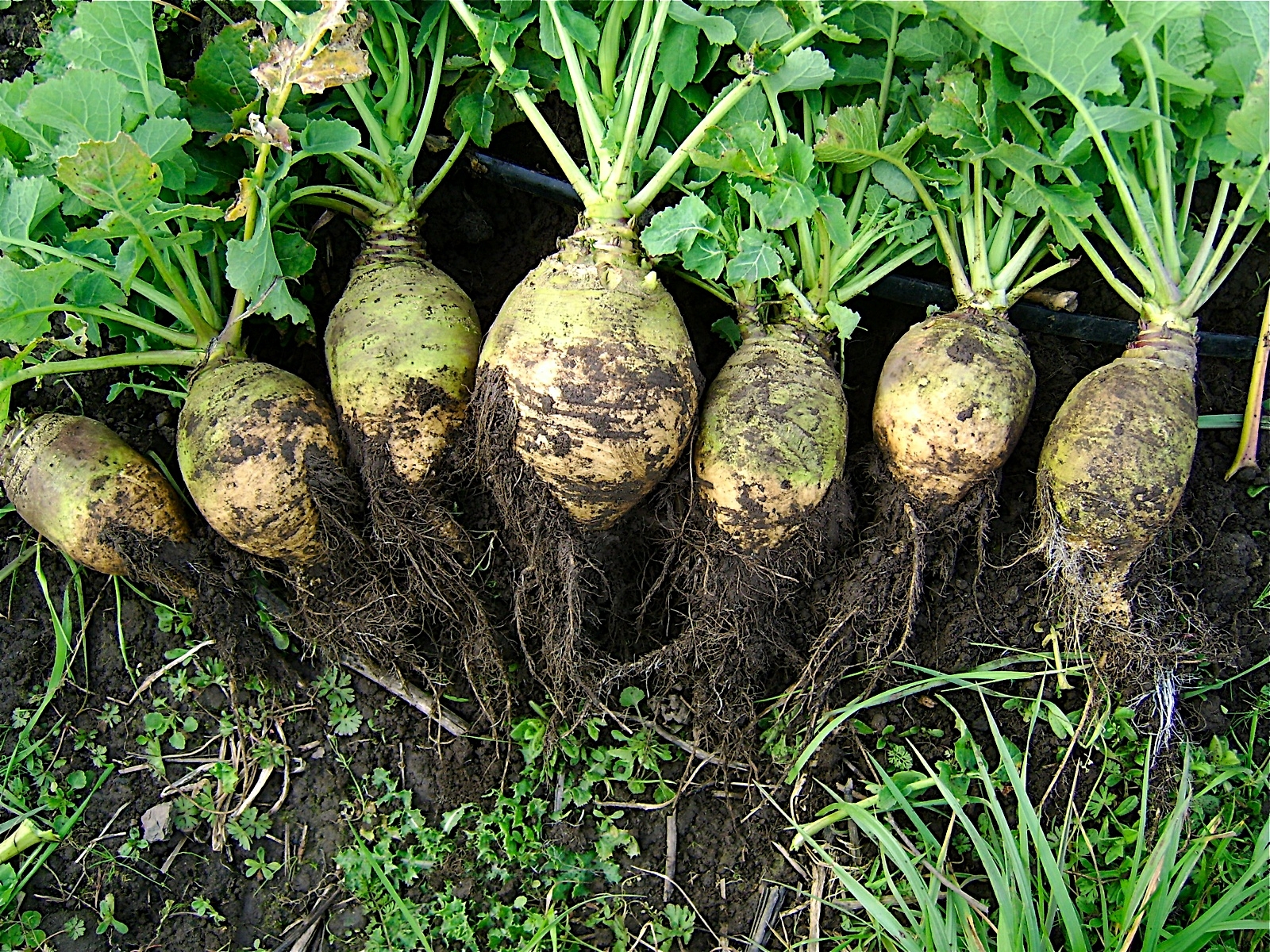 Rutabaga Wikipedia