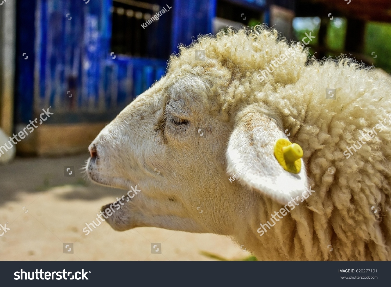 Sad Sheep Cry Stock Photo 620277191 Shutterstock