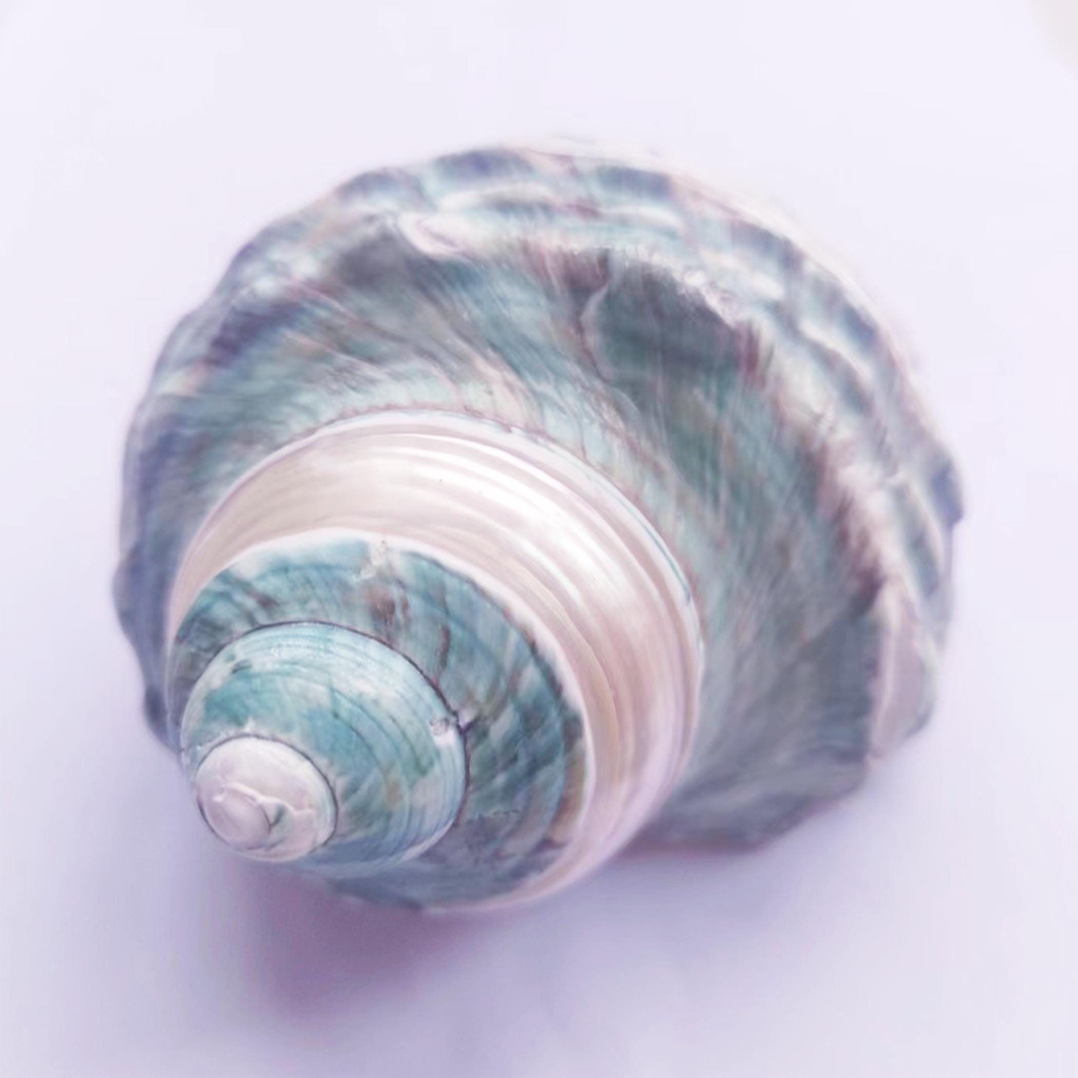 spiral shelled mollusks nyt