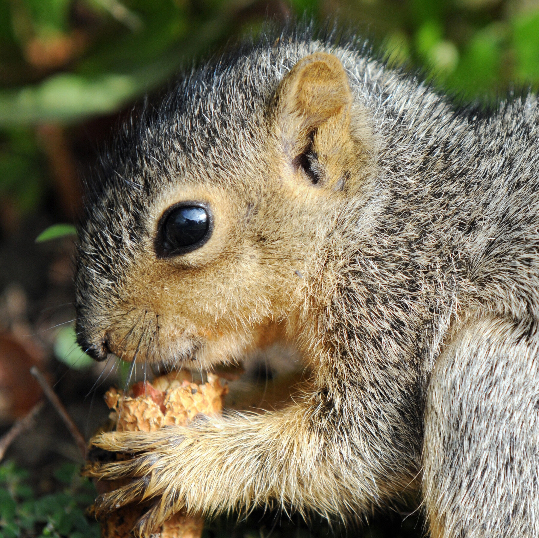 Sentimental Feelings The New York Times