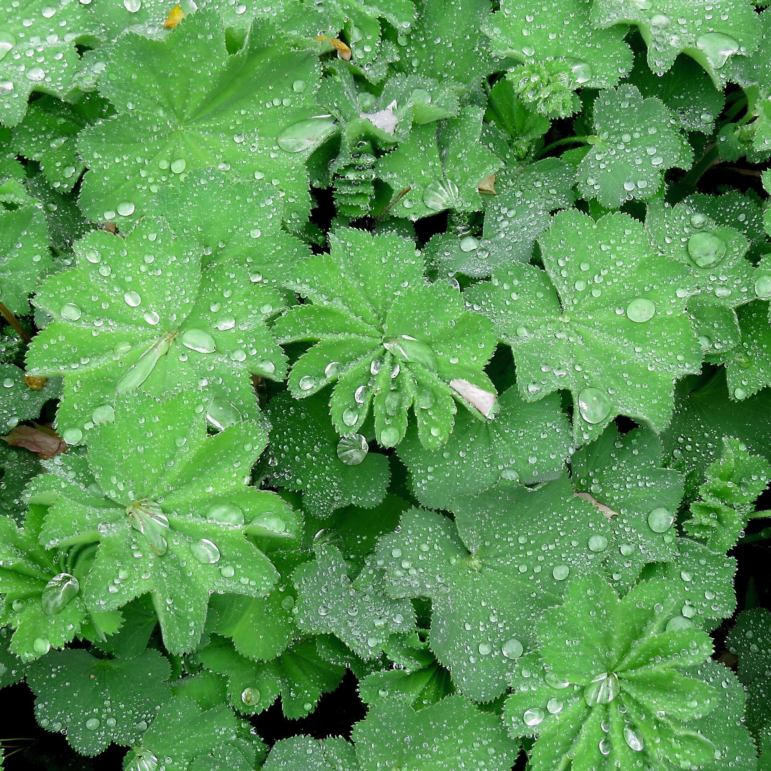 Some Plants Set On Dominating The Garden