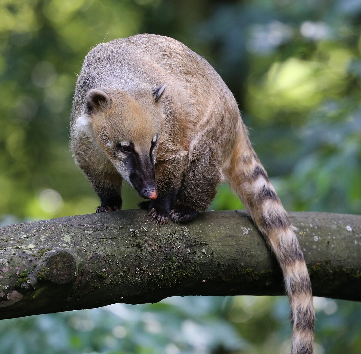 South American Coati Wikipedia