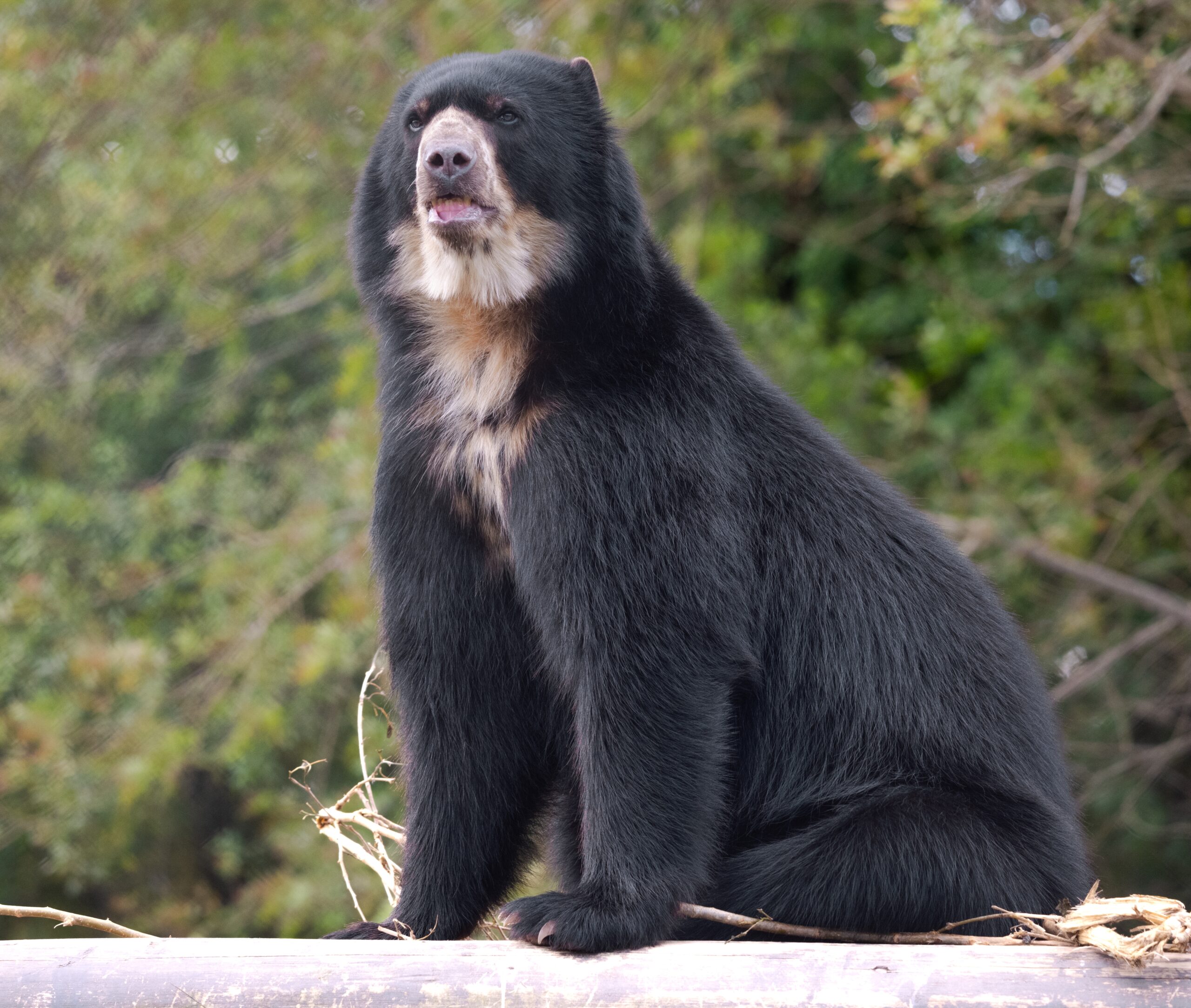 Spectacled Bear Wikipedia
