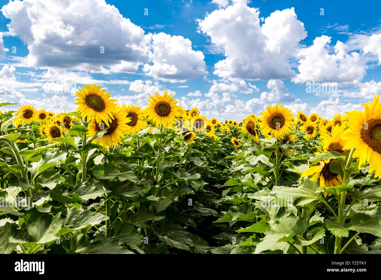 Sunflowers Kansas State Flower Stock Photo Alamy Sunflowers Kansas State Flower Stock Photo Alamy