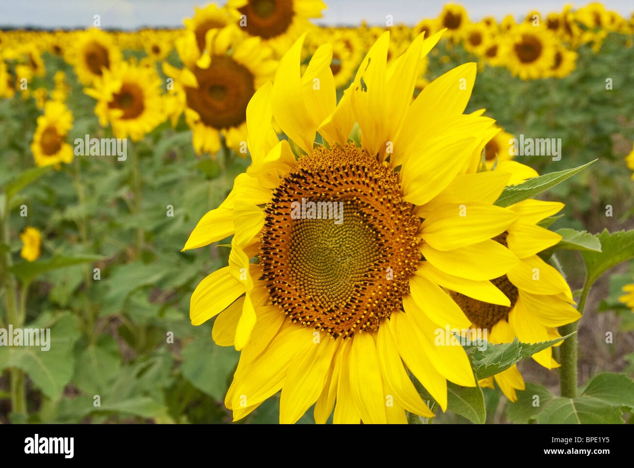 Sunflowers Kansas State Flower Sumner County Kansas USA Stock Photo Alamy Sunflowers Kansas State Flower Sumner County Kansas USA Stock Photo Alamy