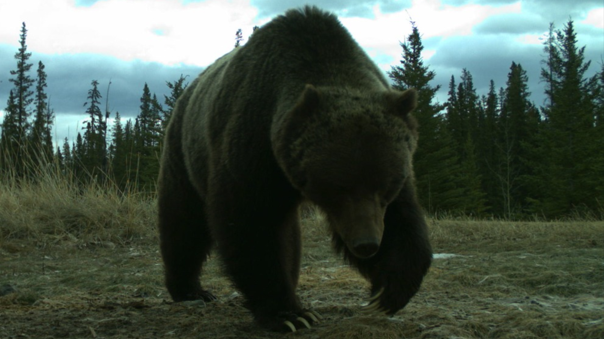 The Boss Banff s Famous Grizzly Makes First Appearance Of Spring