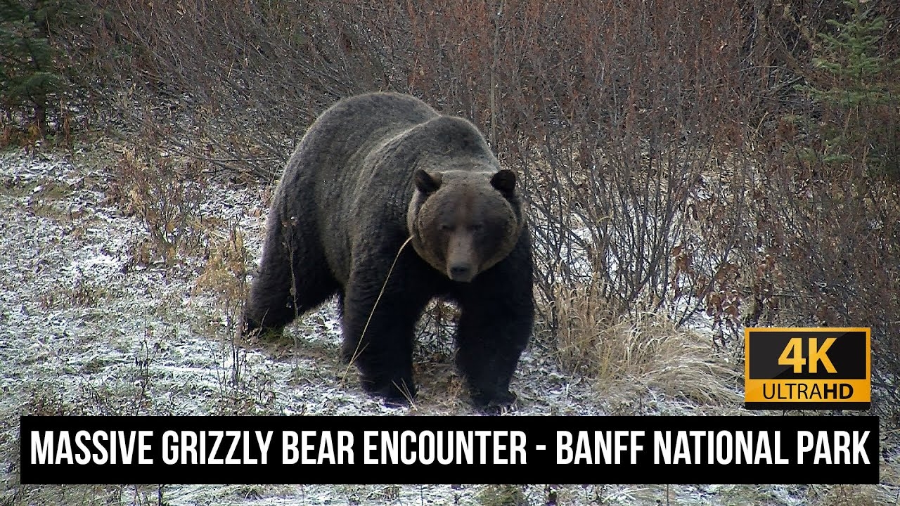The Boss Massive Grizzly Bear Encounter In Banff National Park 4K YouTube