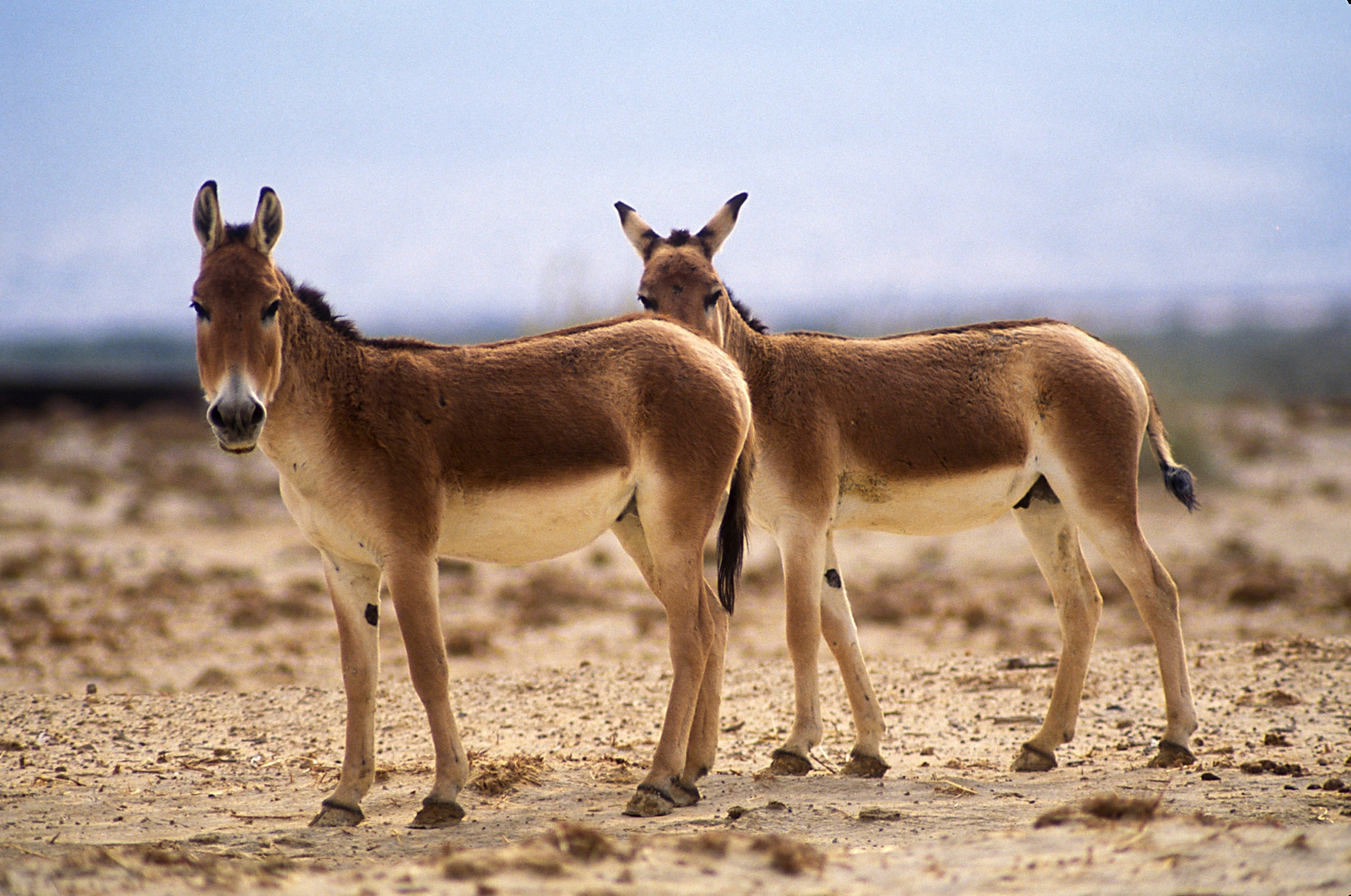 The Crossword Stumper The New York Times The Crossword Stumper The New York Times