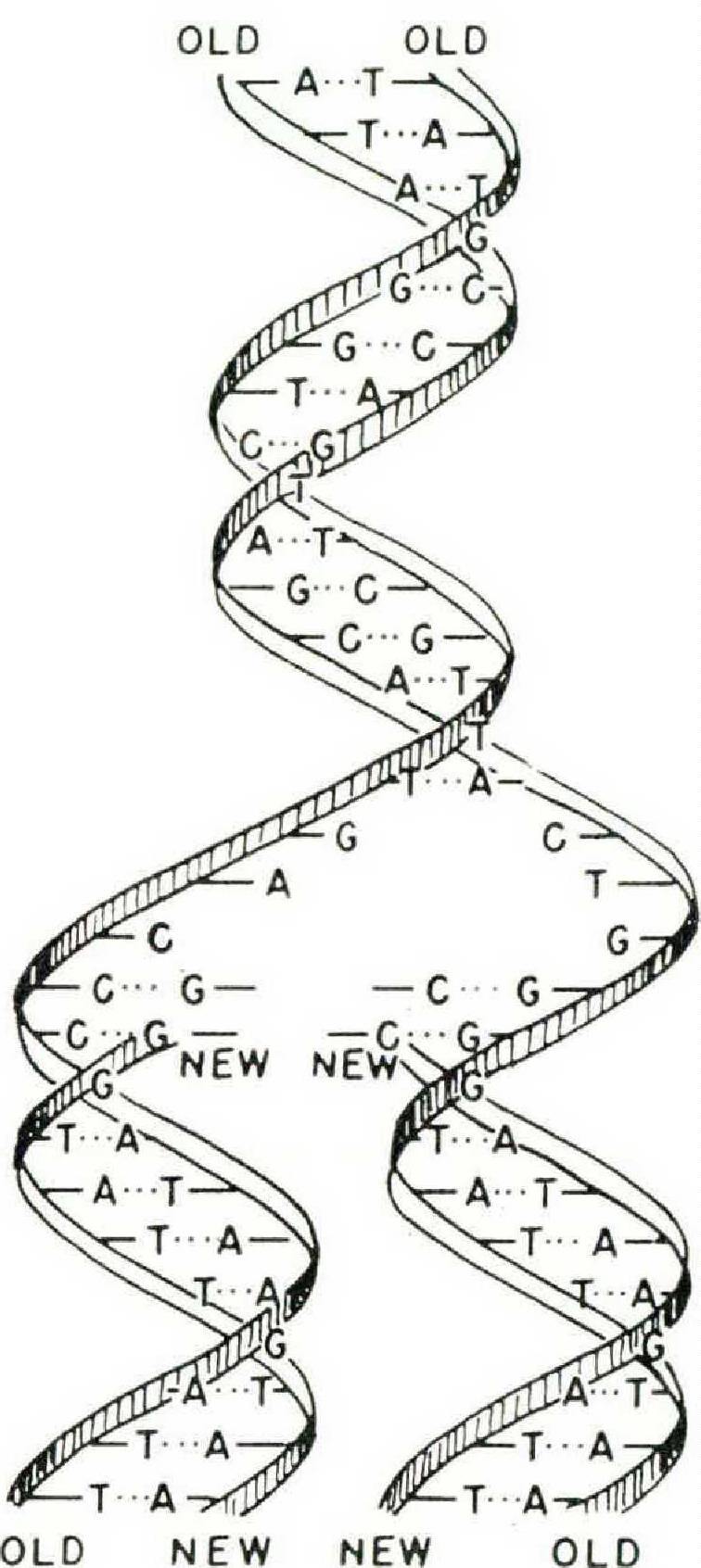 The Double Helix The Discovery Of The Structure Of Dna The Atlantic