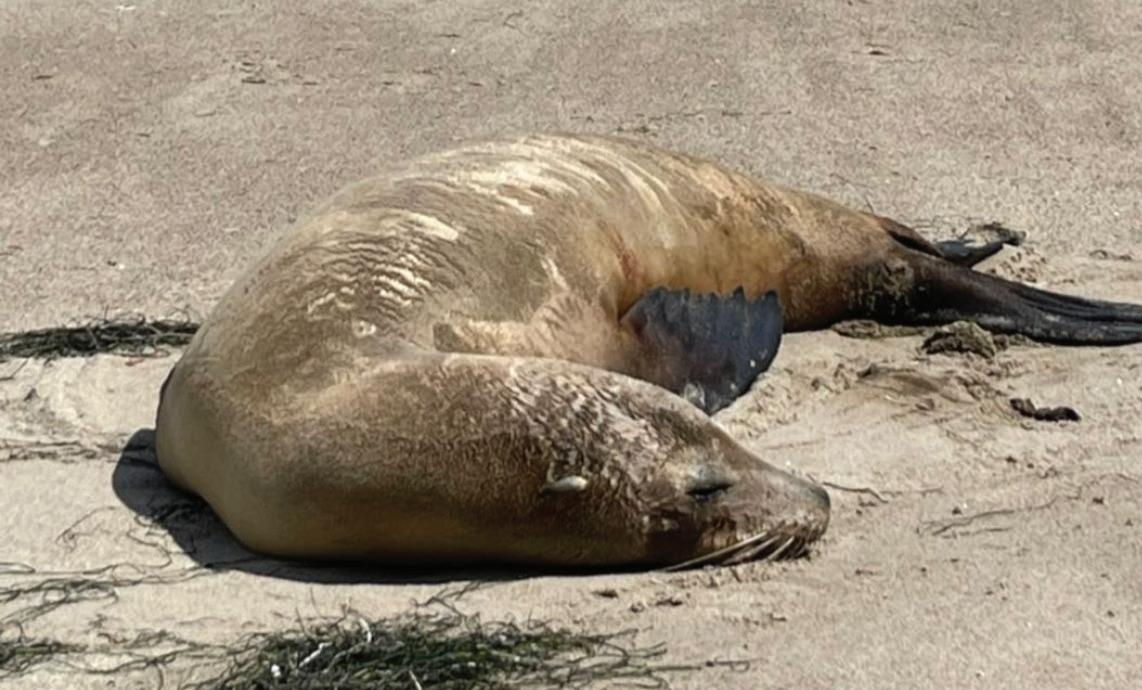 nutrients eschewed on atkins crossword