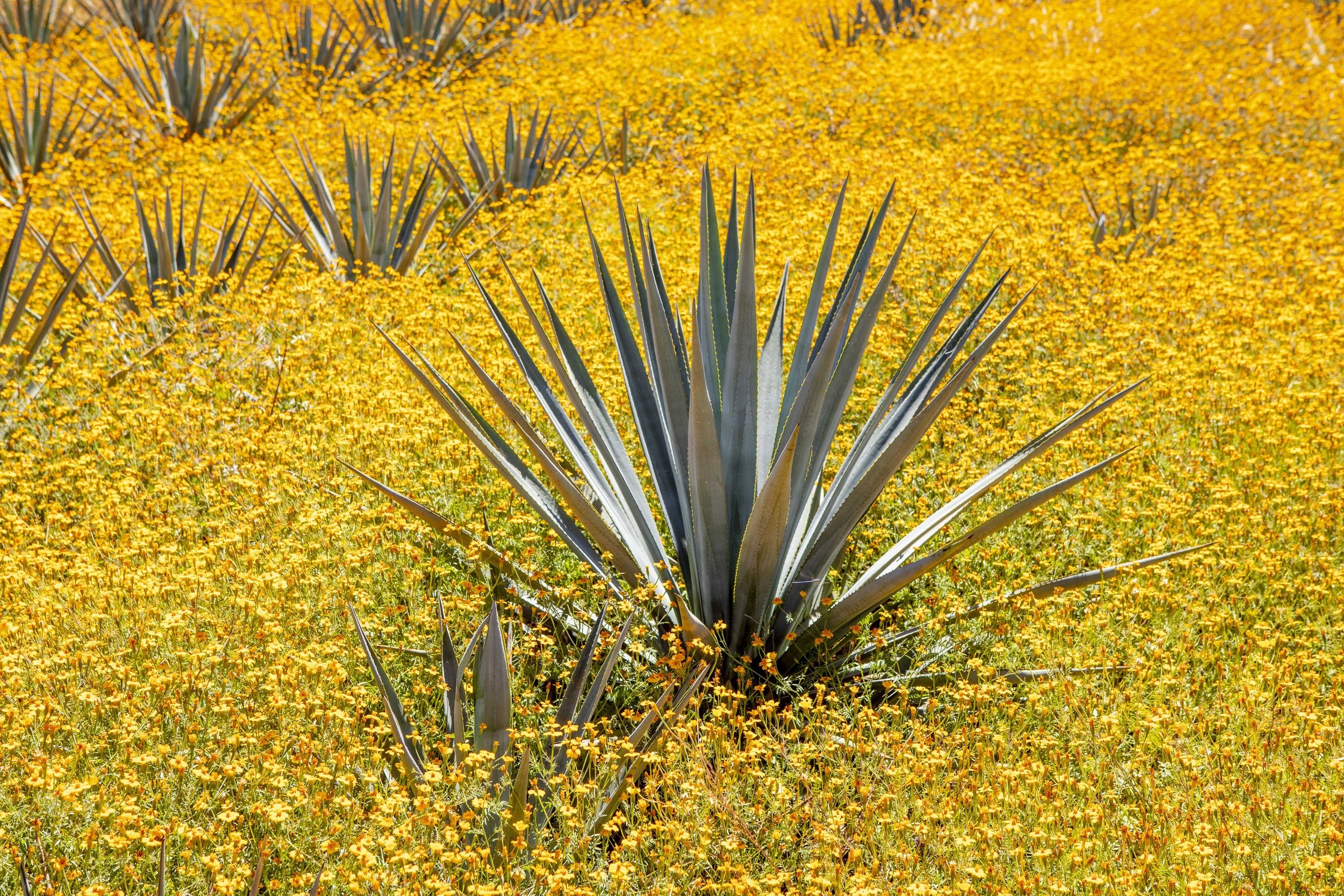 The Other Agave Spirits Bacanora And Raicilla Alcohol Professor
