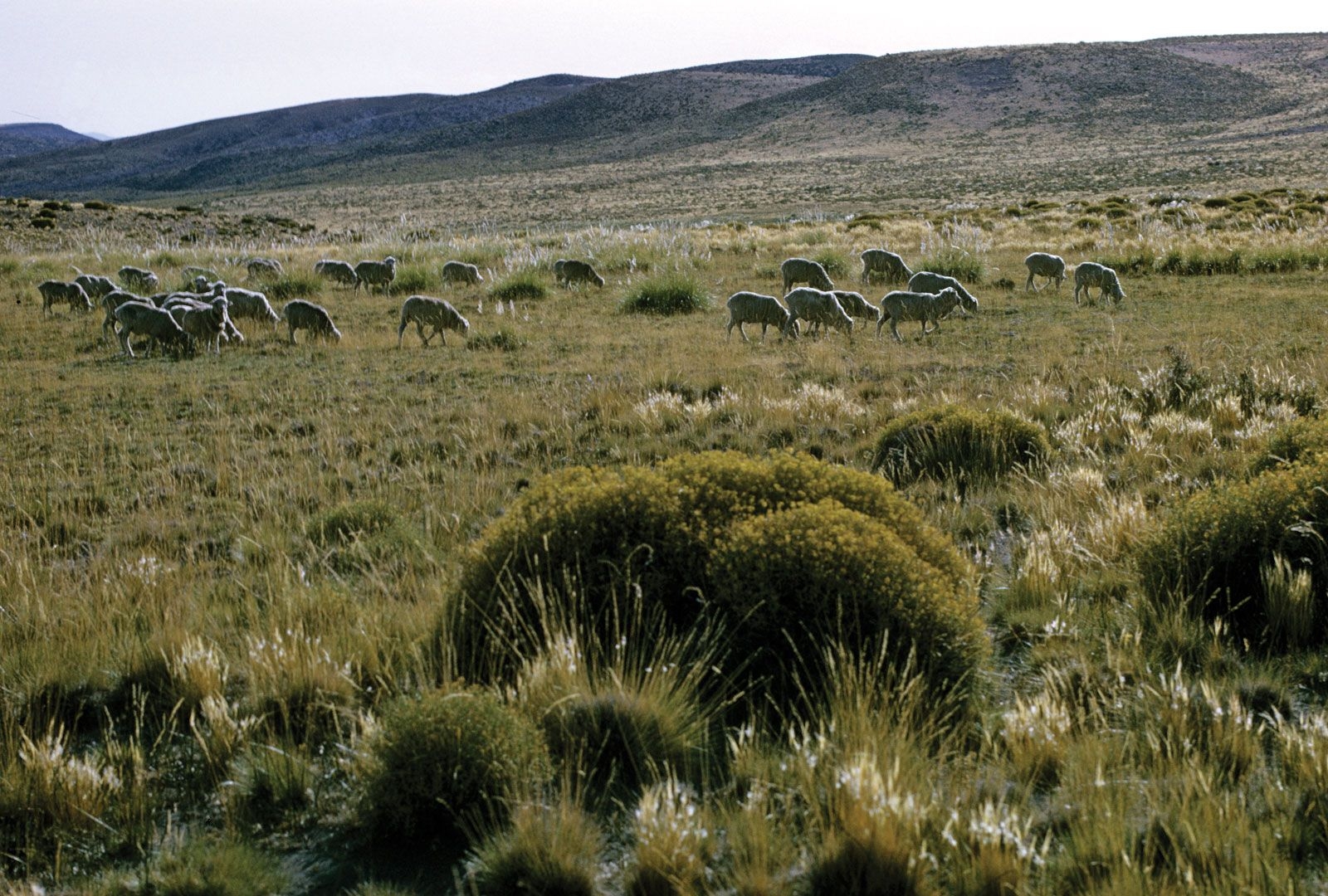 The Pampas Plains Of Argentina Wildlife Agriculture Britannica