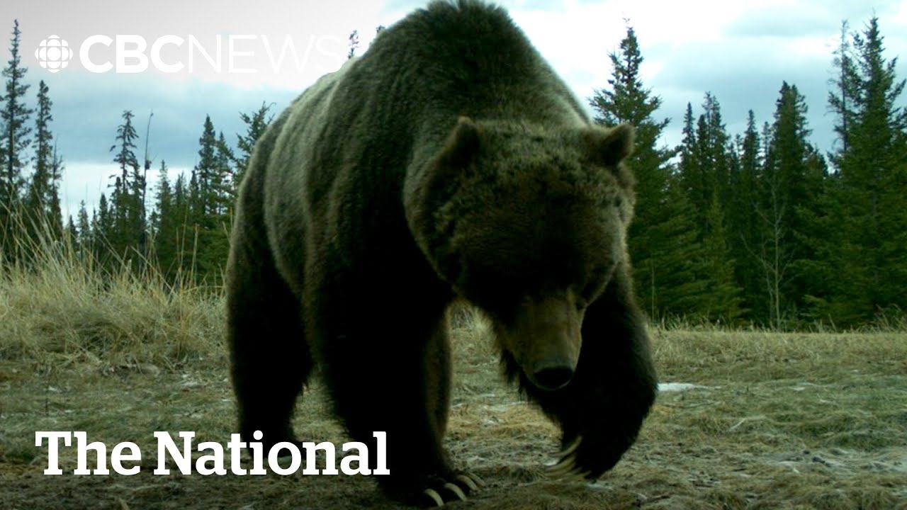 TheMoment Legendary Grizzly The Boss Came Out Of Hibernation YouTube