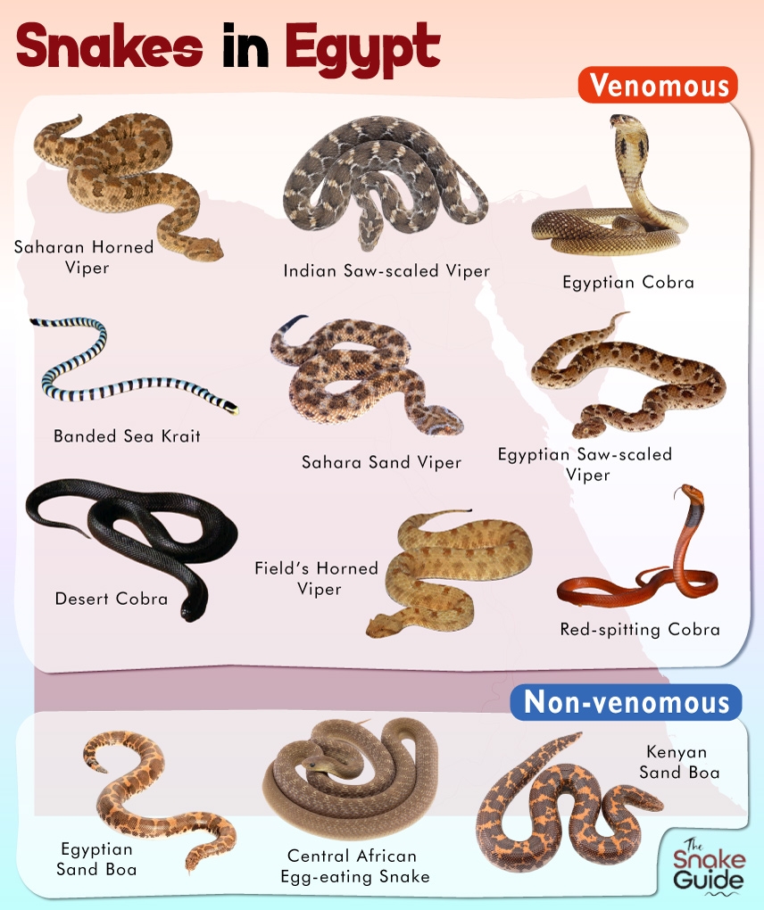 Venomous Snake From Egypt 3 Letters Letters