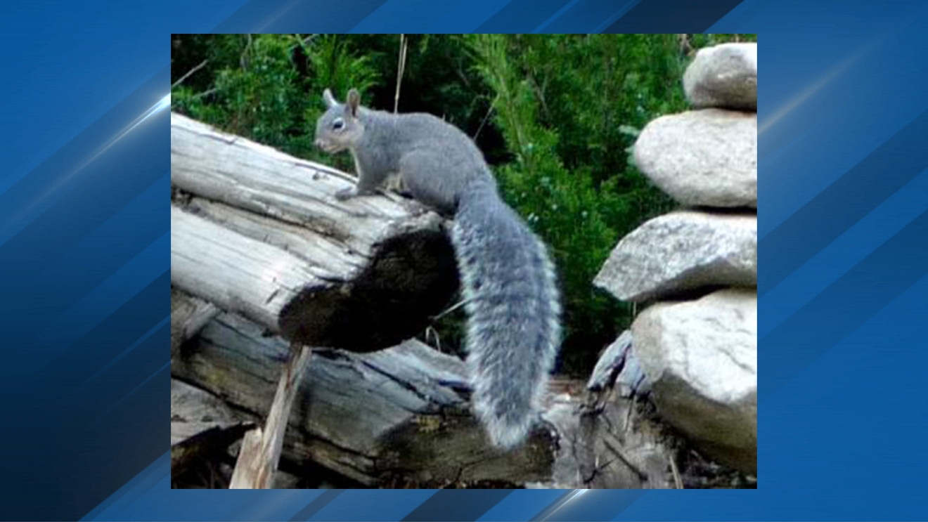 Western Gray Squirrels Uplisted To Endangered Status Due To Pacific Northwest Habitat Loss