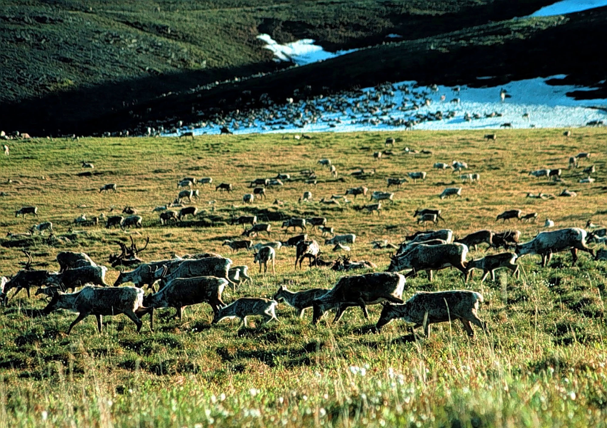 Where Caribou Roam The New York Times Where Caribou Roam The New York Times