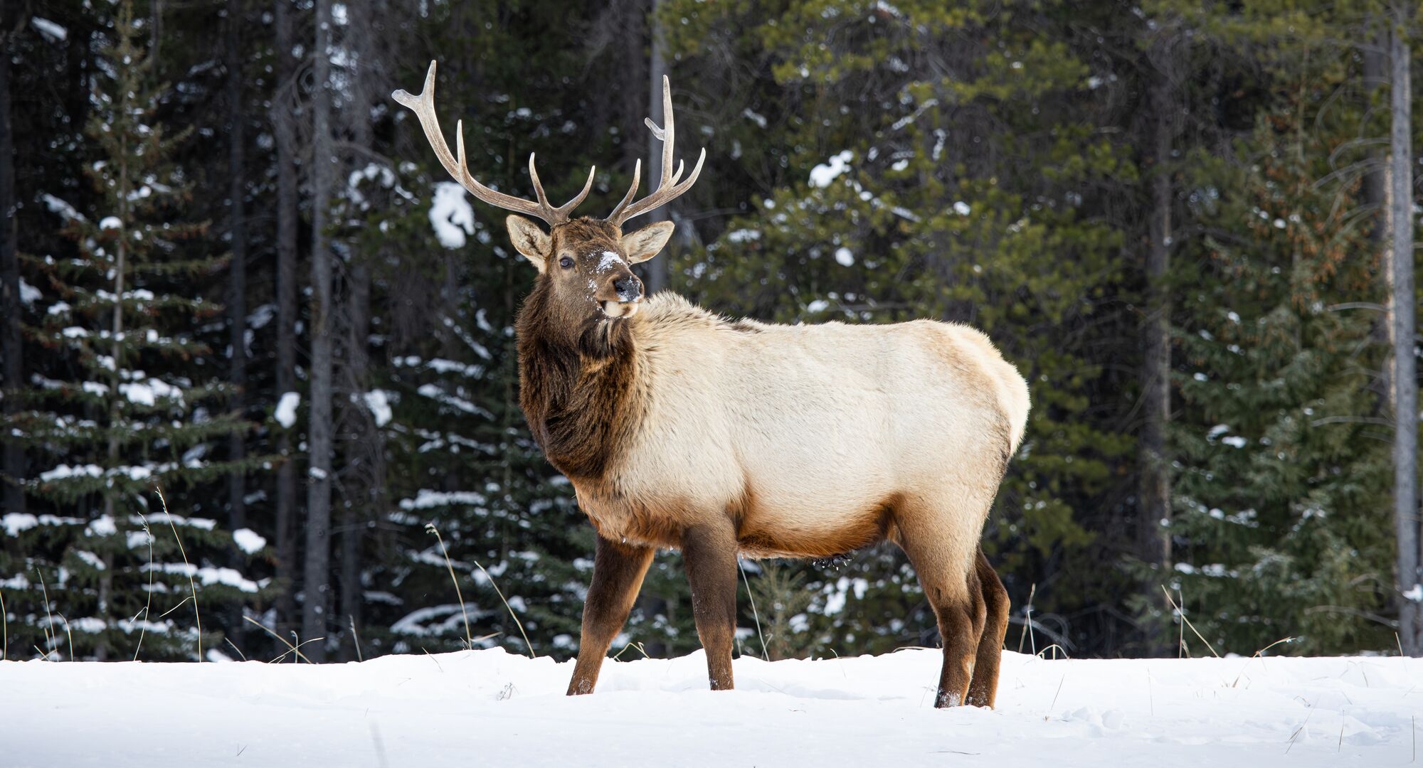 banff national park big beast