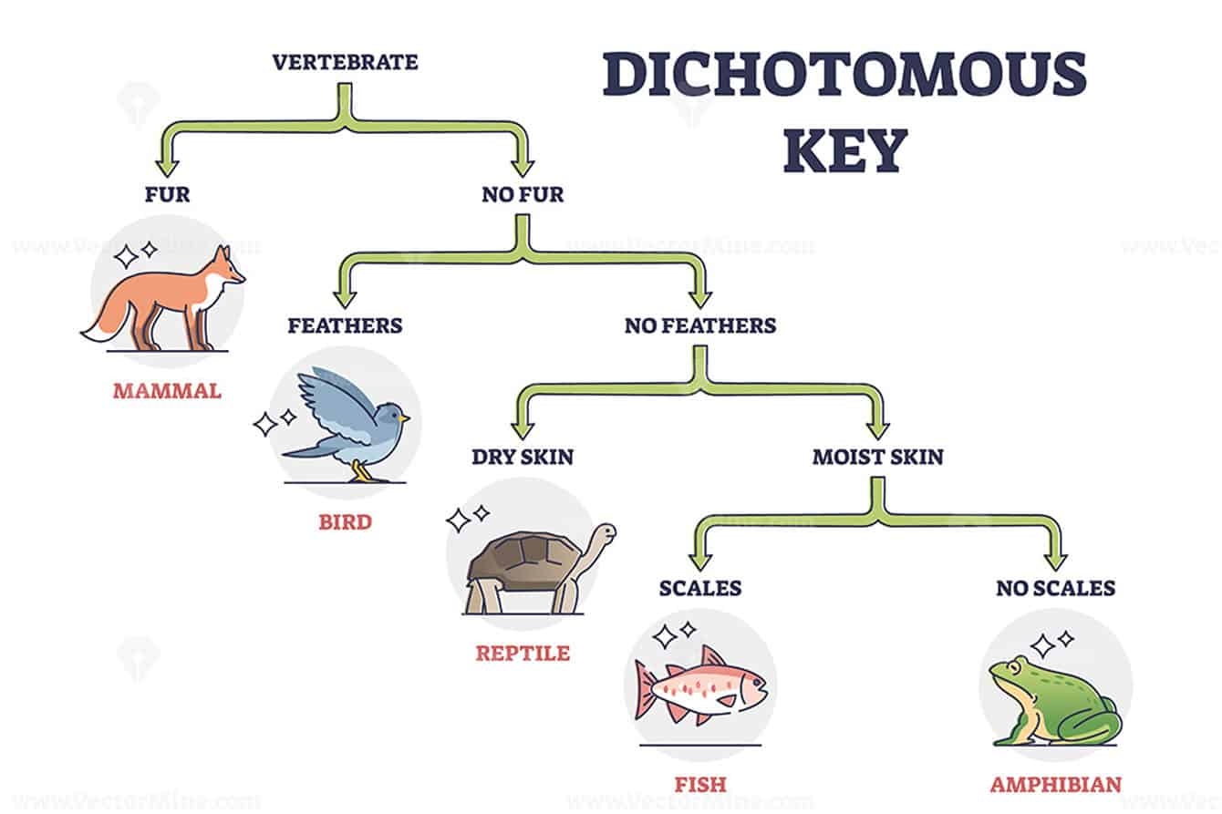 20 Exciting Middle School Activities Using Dichotomous Keys Teaching Expertise