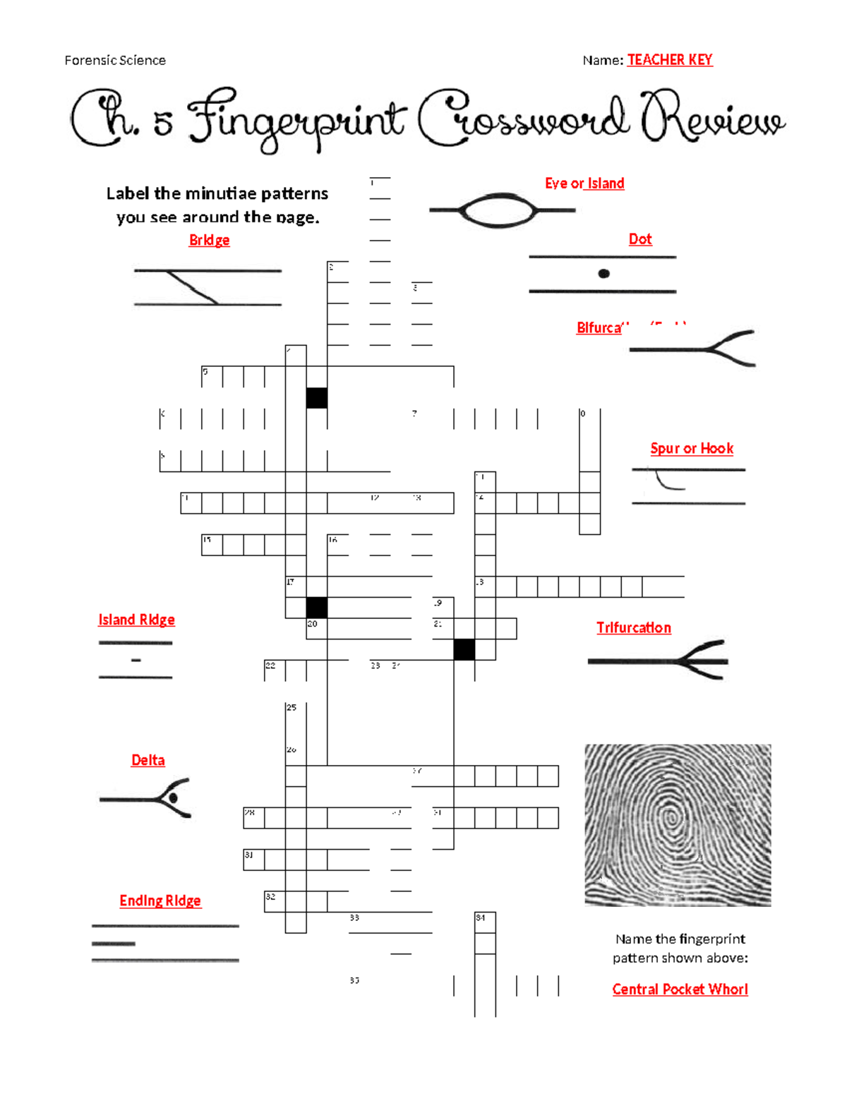 fibers in forensics review worksheet crossword