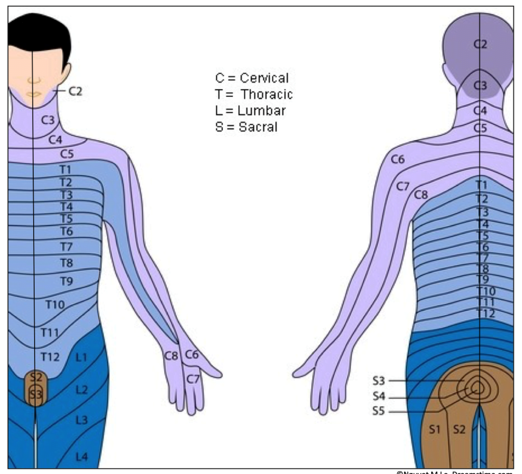Anatomy Posters Printable Le Dermatome Map Printable JD Nervous System Anatomical Chart