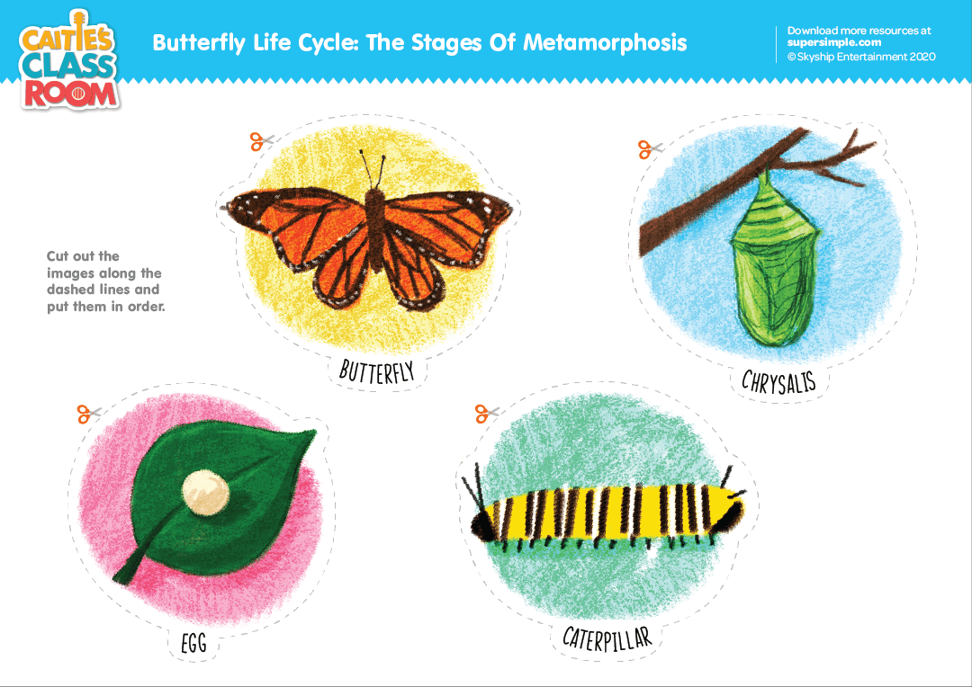 worksheet life cycle of butterfly