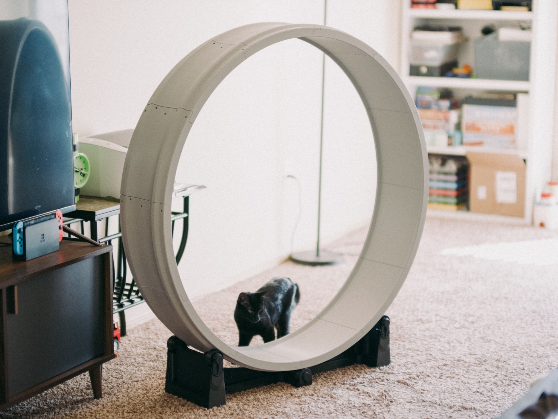 Cat Exercise Wheel Free 3D Print Model MakerWorld Cat Exercise Wheel Free 3D Print Model MakerWorld