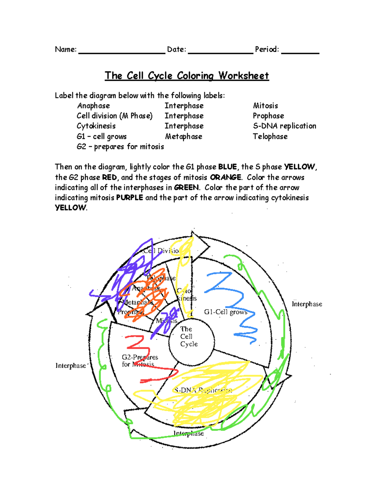 Cell Cycle Coloring Worksheet Biology 101 Studocu
