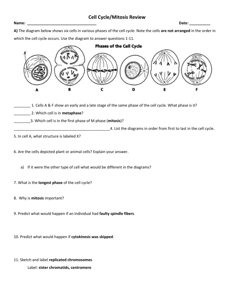 Cell Cycle Mitosis Review Worksheet