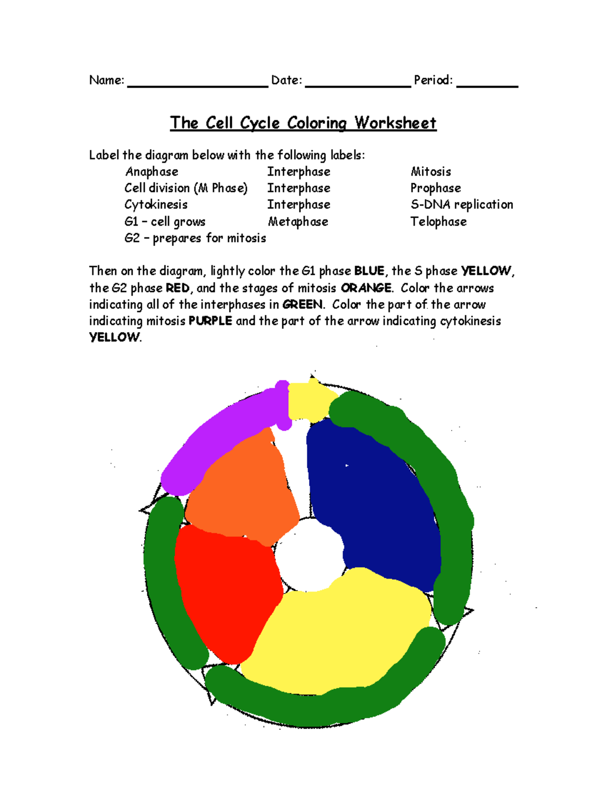 Cell Cycle Worksheet Labeling And Coloring Activity Studocu