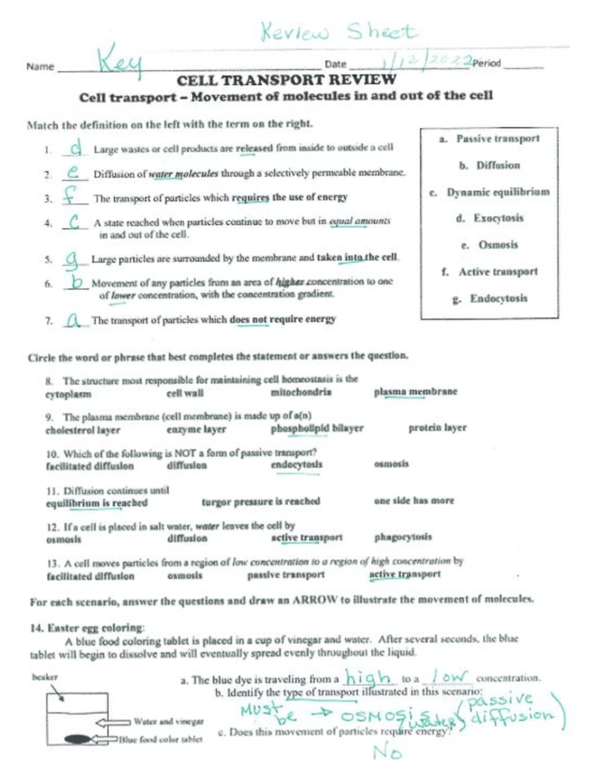 Cell Transport Review Worksheet 12 09 22 Study Guide Studocu