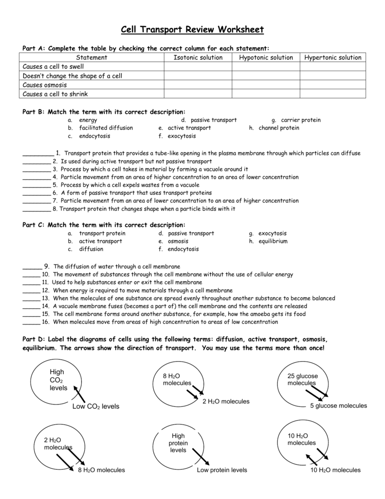Cell Transport Review Worksheet Biology High School