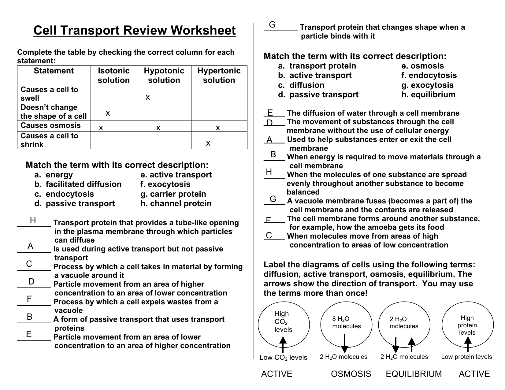 Cell Transport Review Worksheet Osmosis Diffusion
