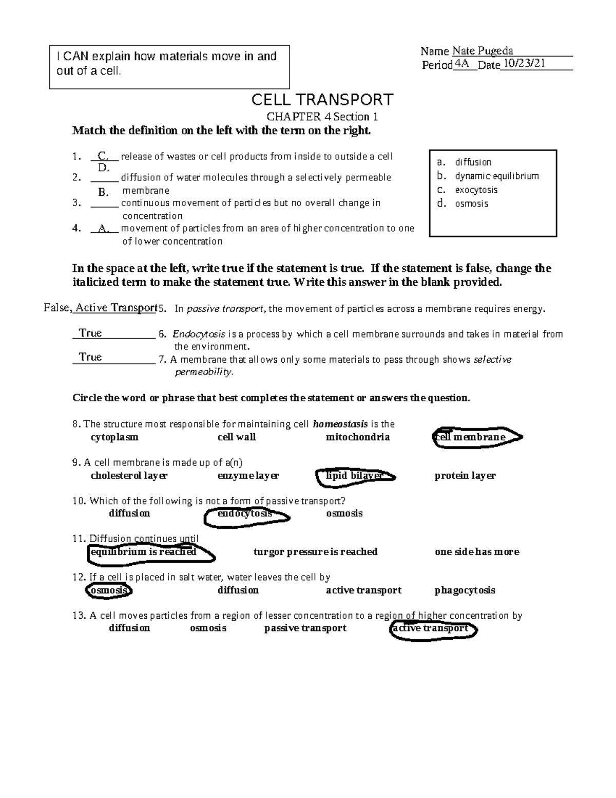 CELL Transport Worksheet For Chapter 4 Section 1 Activities Studocu