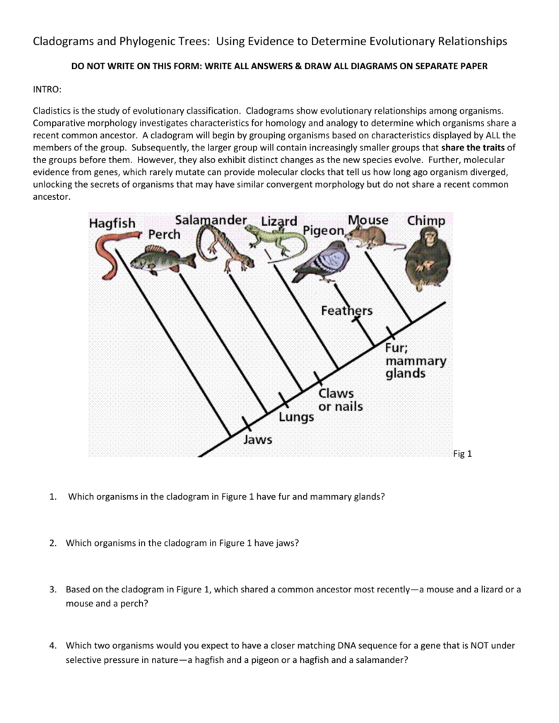 Cladograms Phylogeny Evolutionary Relationships Worksheet Cladograms Phylogeny Evolutionary Relationships Worksheet