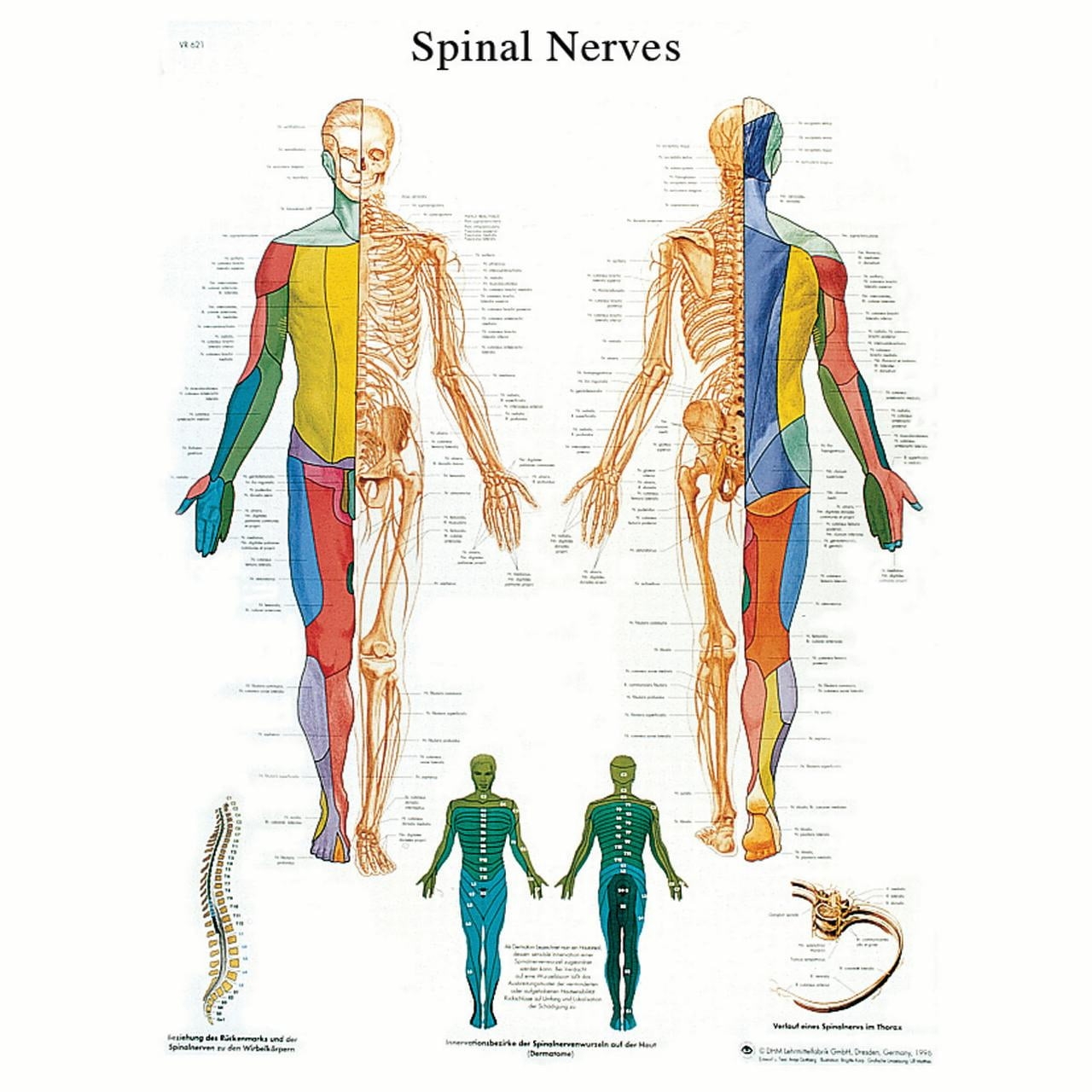dermatome chart printable