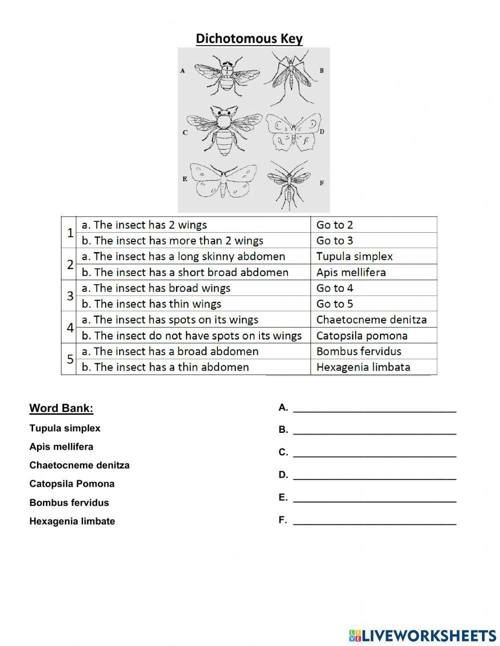 Dichotomous Key Activity Worksheets Library