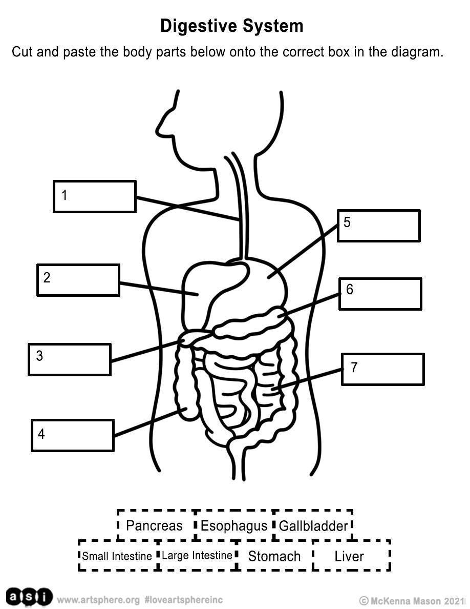 digestive system worksheet