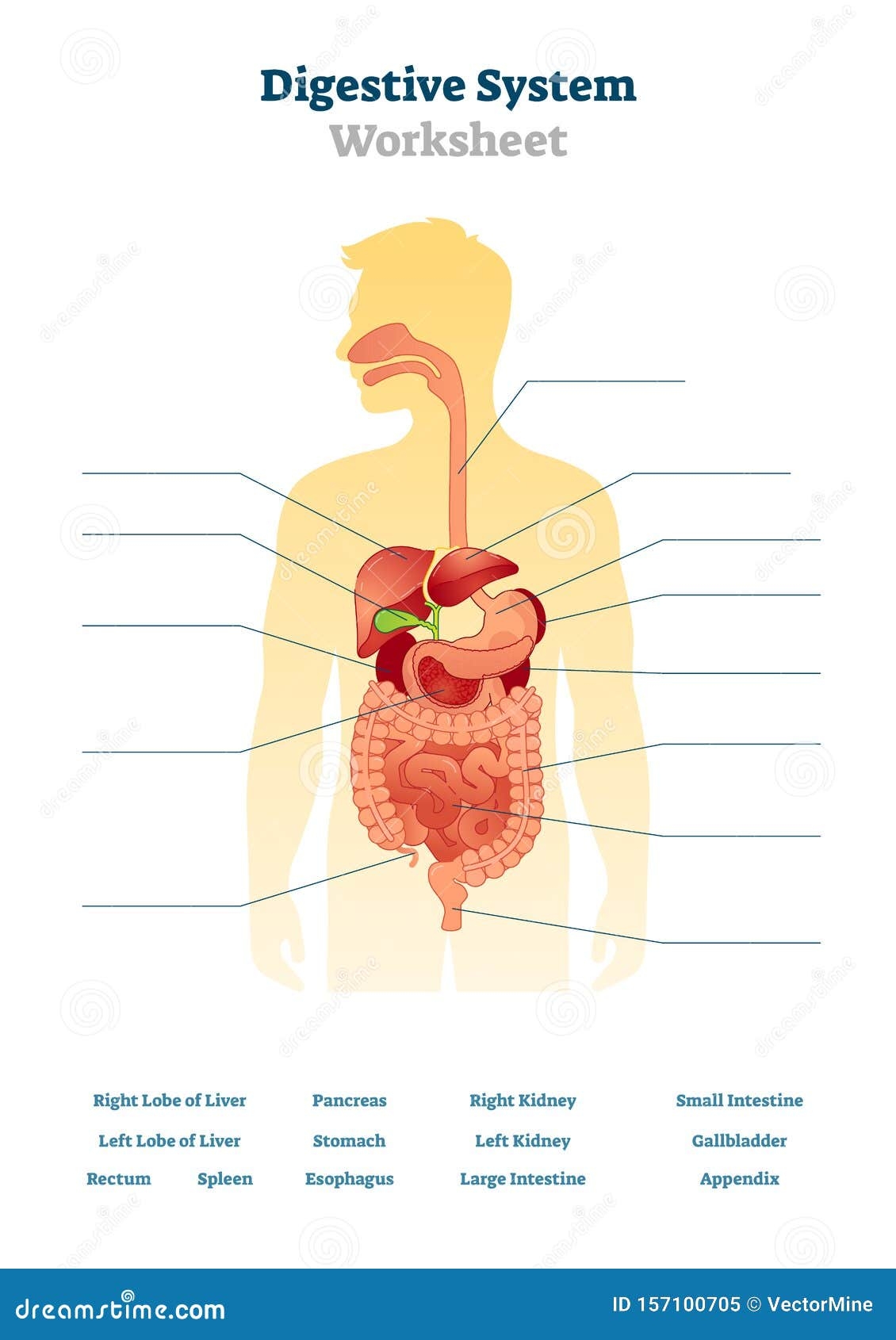 Digestive System Worksheet Vector Illustration Blank Inner Organs Scheme Stock Vector Illustration Of Healthcare Duodenum 157100705