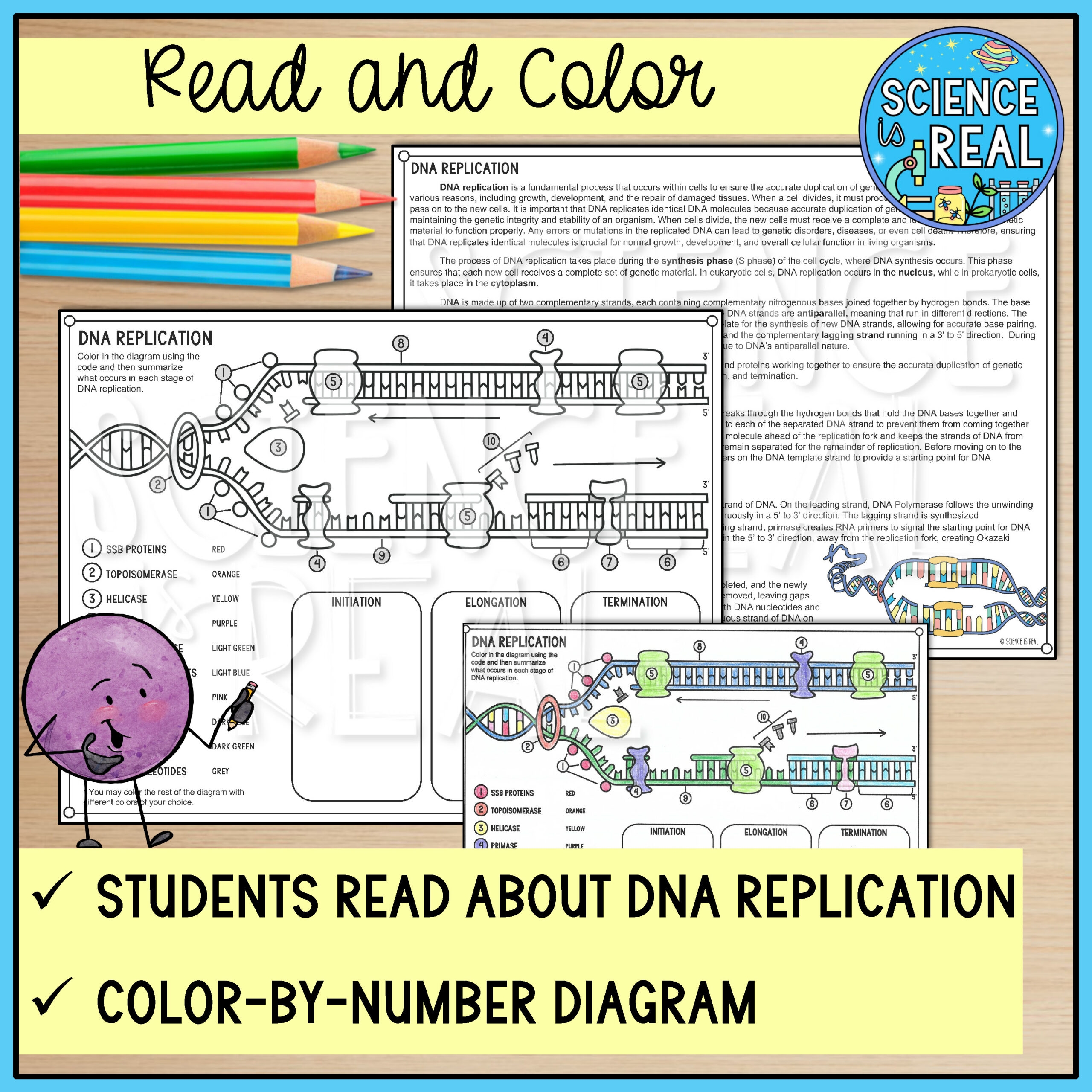 DNA Replication Color By Number Reading And Worksheets Classful