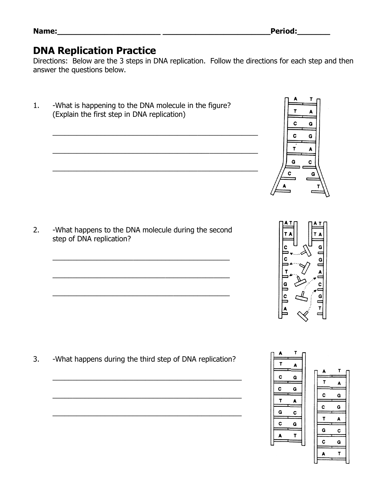DNA Replication Practice Worksheet