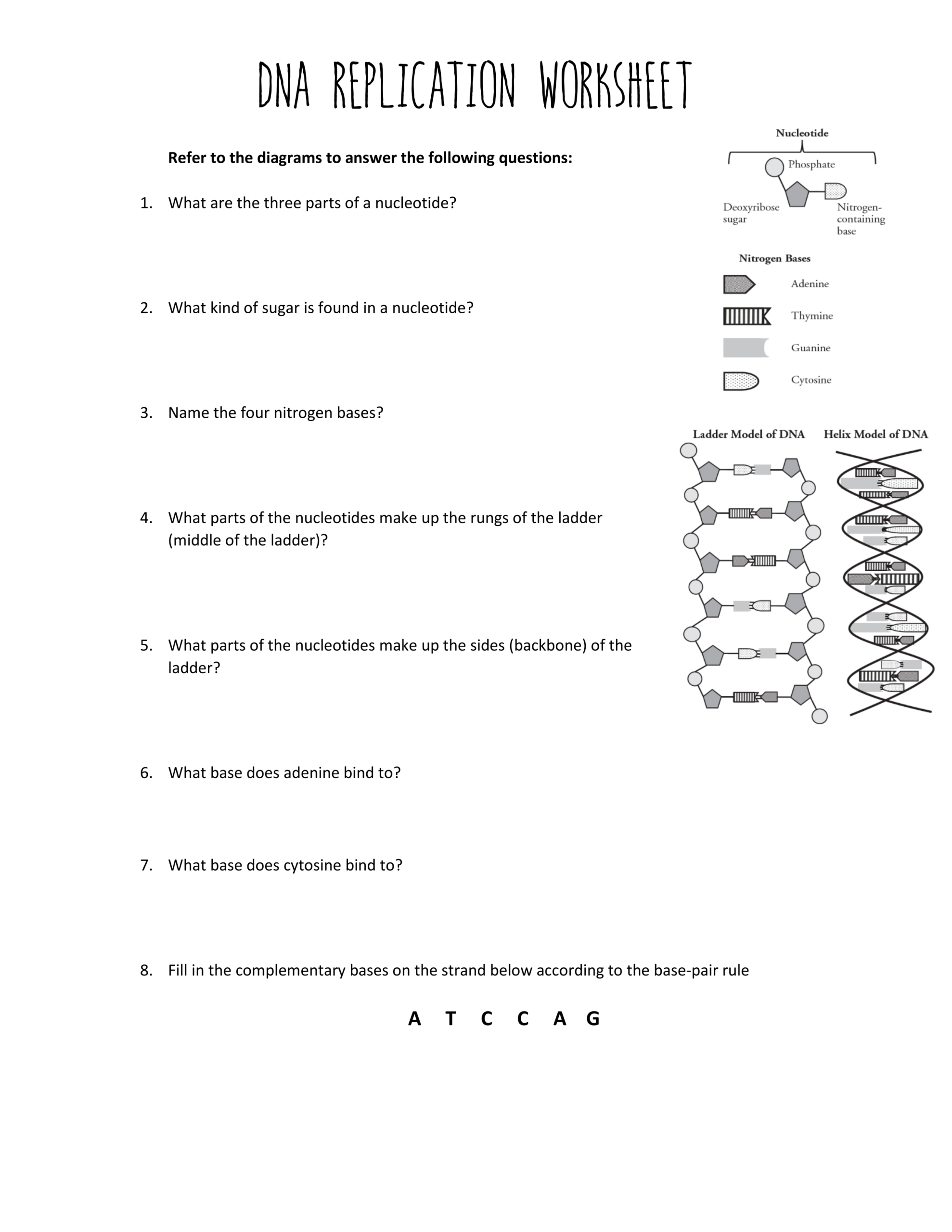 dna replication worksheet