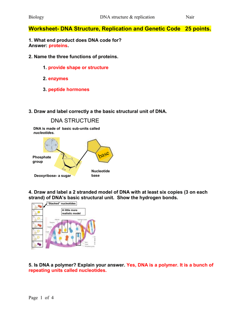 dna structure and replication worksheet
