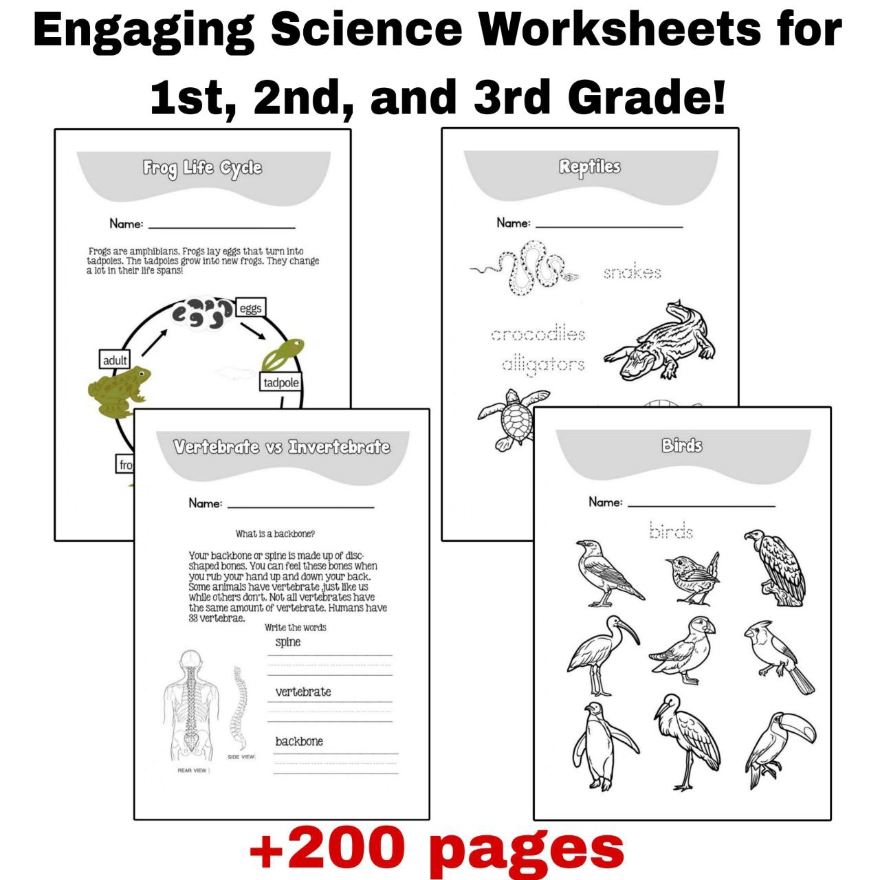 Engaging Science Worksheets For 1st 2nd And 3rd Grade Made By Teachers