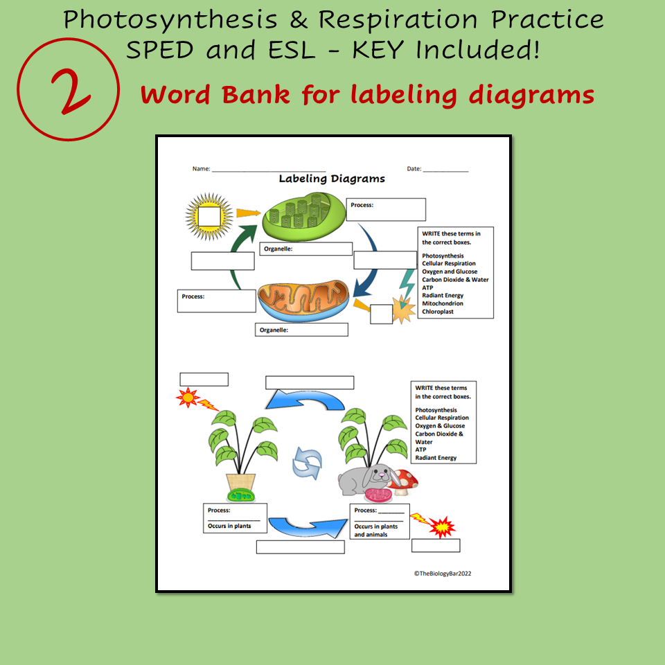 ESL Biology Photosynthesis And Cellular Respiration 3 Worksheets Made By Teachers