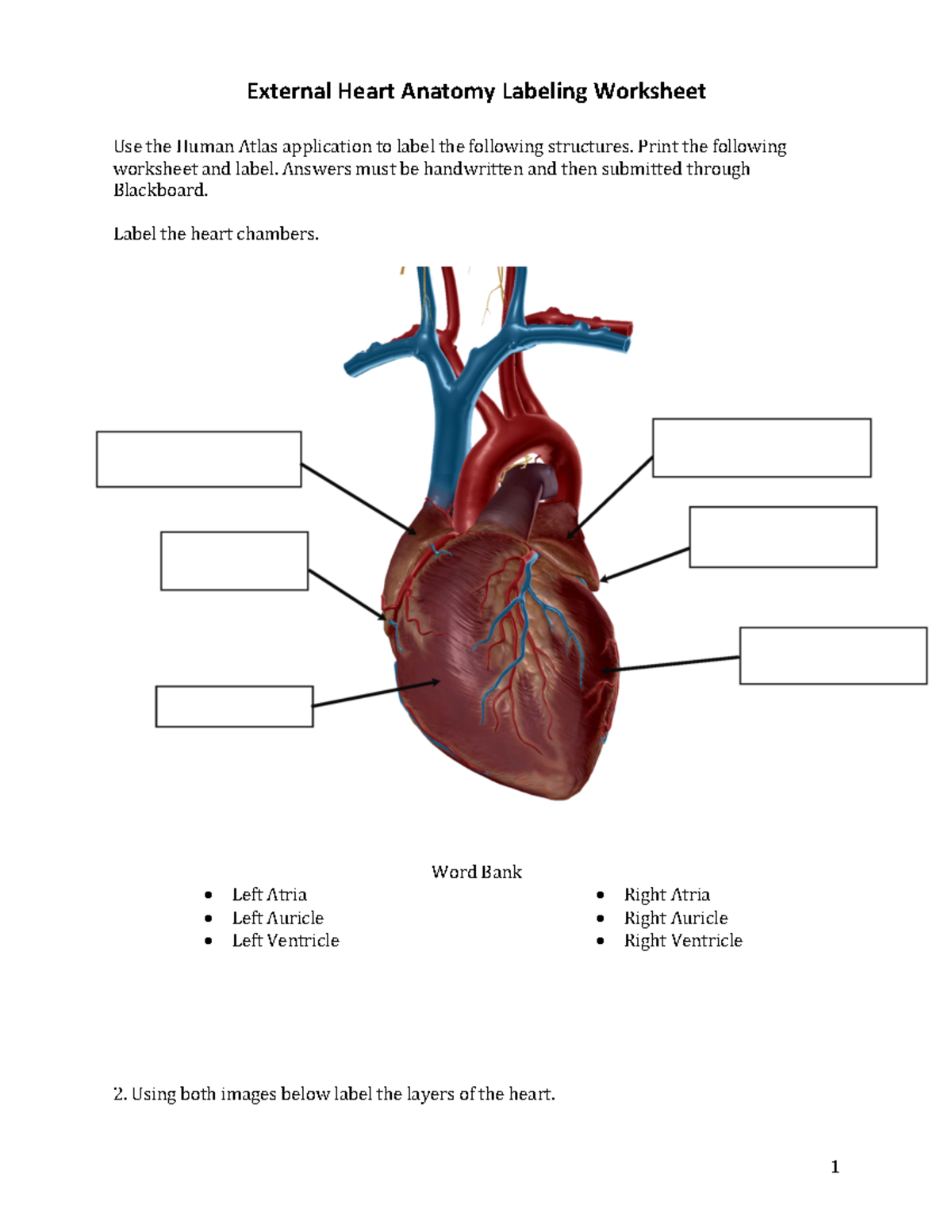 label the heart worksheet