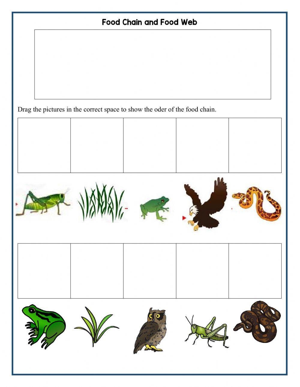 Food Chain And Food Web Interactive Worksheet Worksheets Library