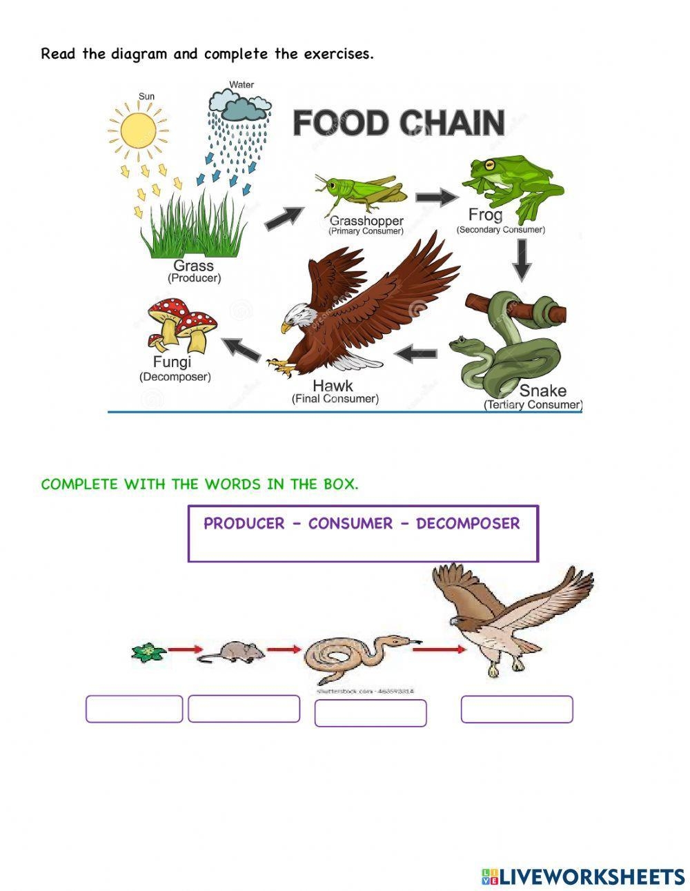 Food Chain Worksheet For Grade 5 Worksheets Library