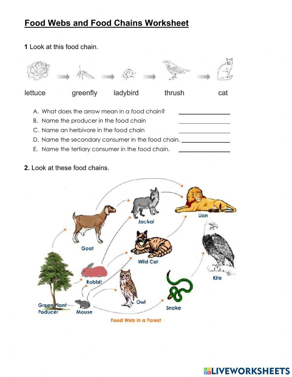 Food Web And Food Chain Worksheet Worksheets Library